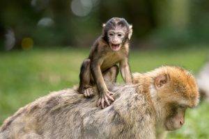 Mother monkey with baby